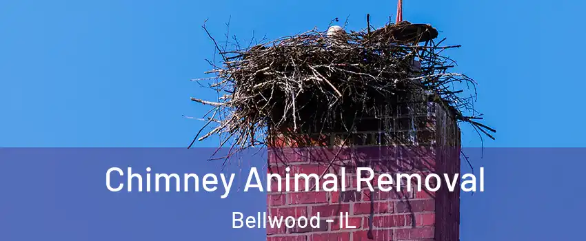  Chimney Animal Removal Bellwood - IL