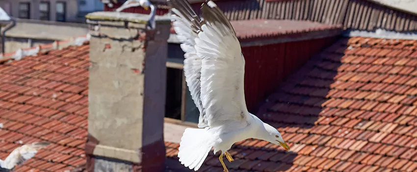 Residential Chimney Animal Removal Solution in Bellwood, IL
