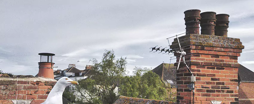 Chimney Cleaning And Restoration in Bellwood, Illinois